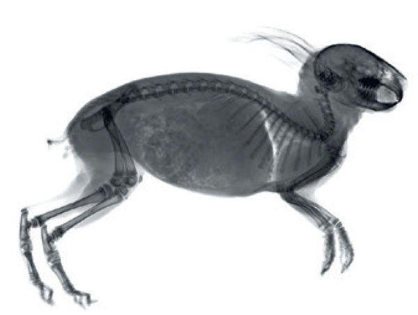 Ilustración de Los animales por dentro