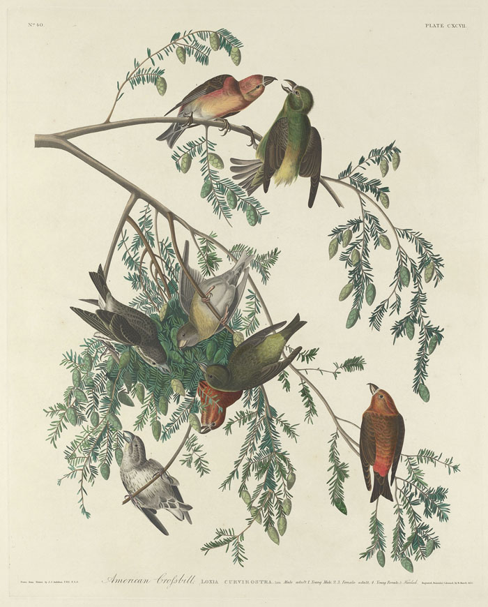 Ilustración de Diario del río Misisipi