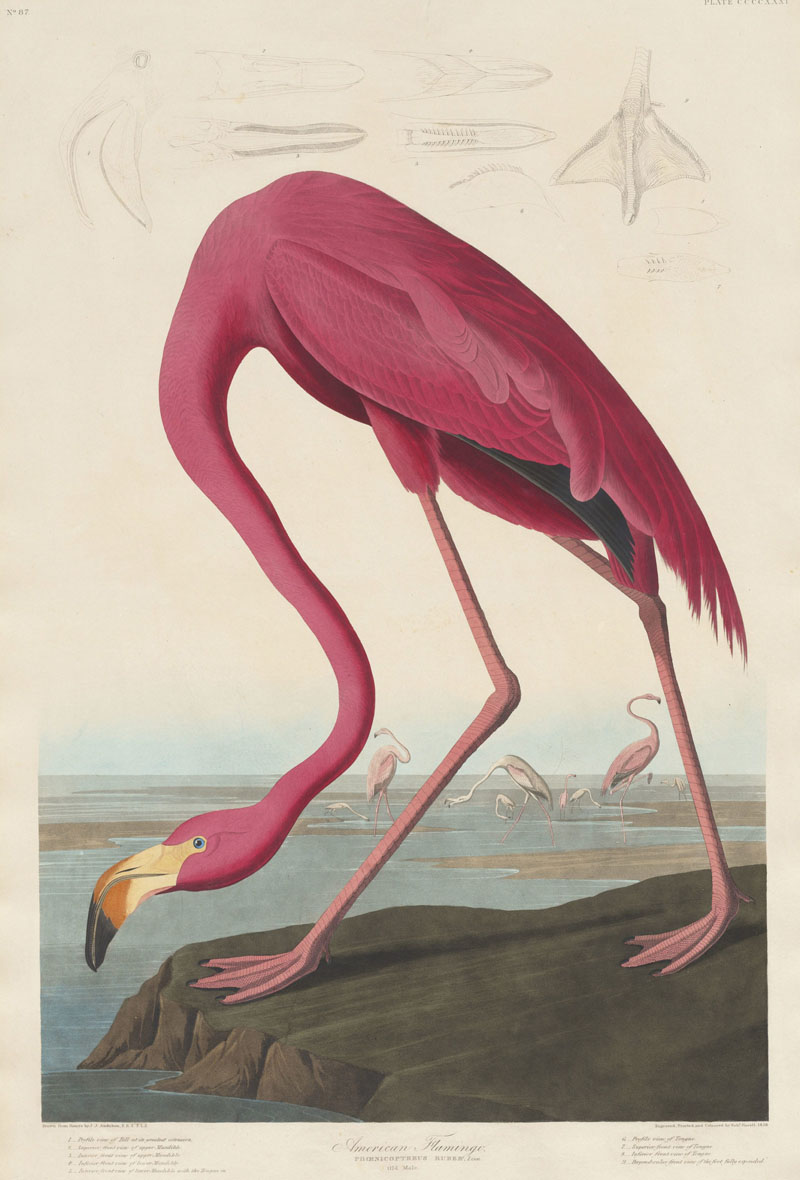 Ilustración de Diario del río Misisipi