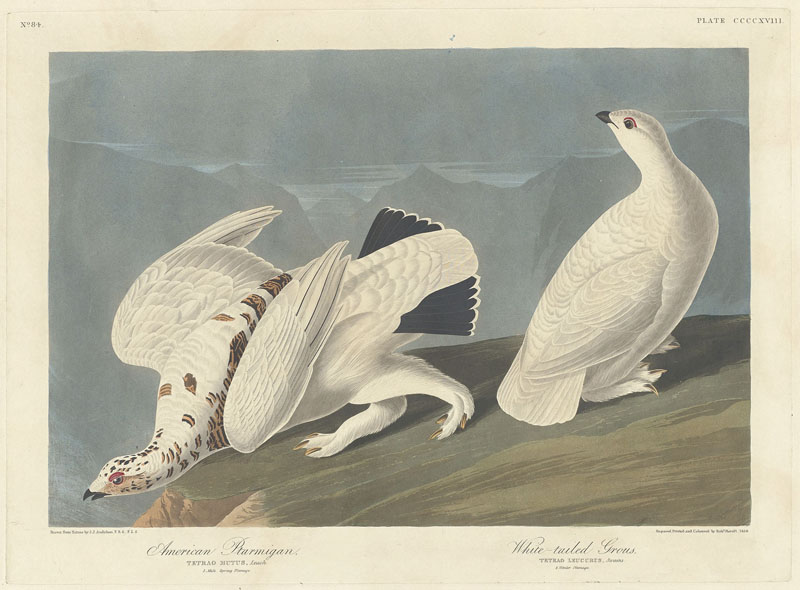 Ilustración de Diario del río Misisipi