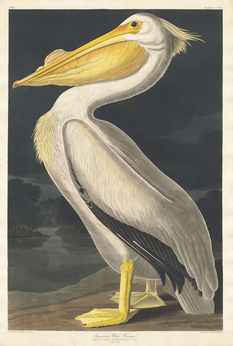 Ilustración de Diario del río Misisipi