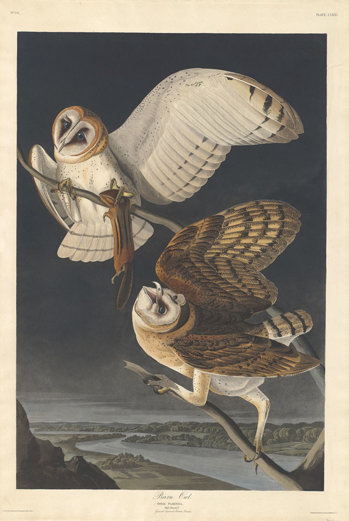 Ilustración de Diario del río Misisipi