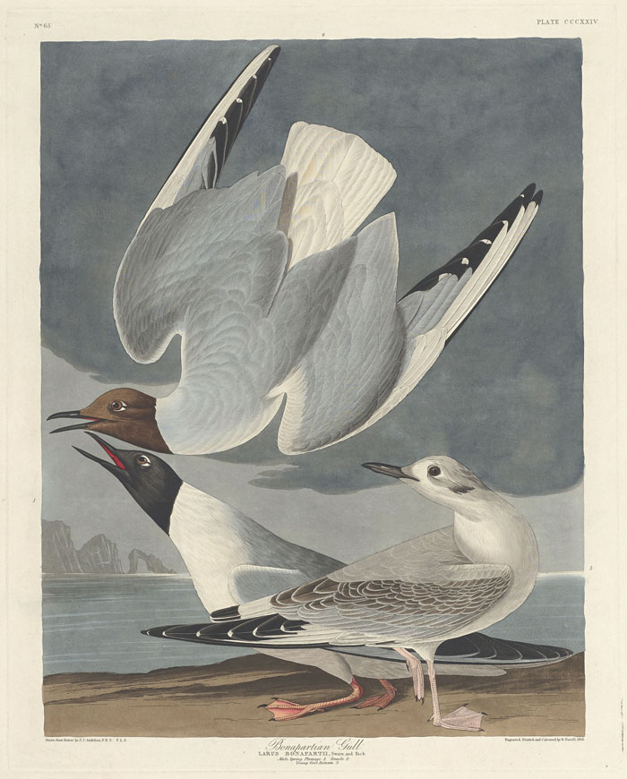 Ilustración de Diario del río Misisipi