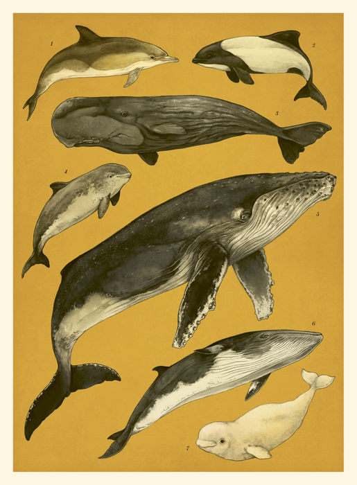 Ilustración de Oceanarium