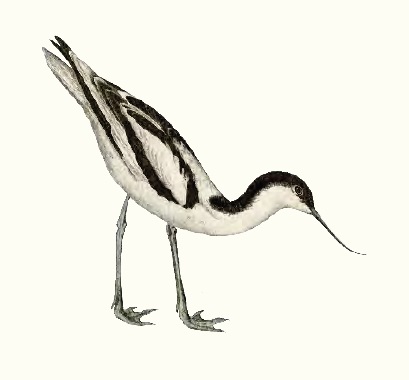 Ilustración de El acuario de la Tierra