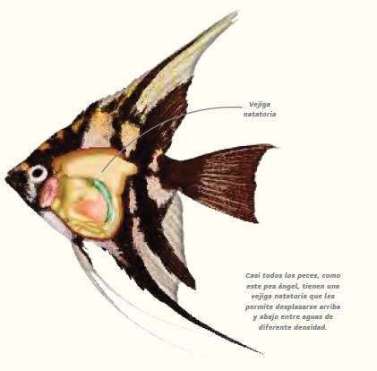 Ilustración de El acuario de la Tierra