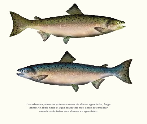 Ilustración de El acuario de la Tierra