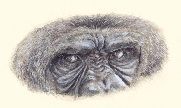 Ilustración de Tú, humano, eres un simio