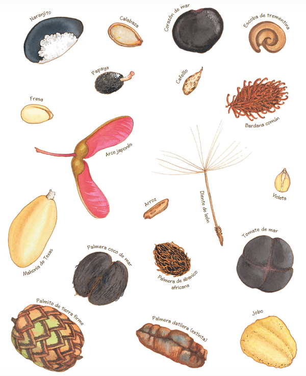 Ilustración de Una semilla duerme