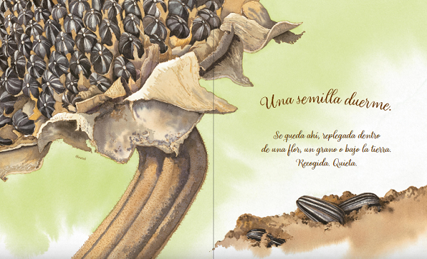 Ilustración de Una semilla duerme