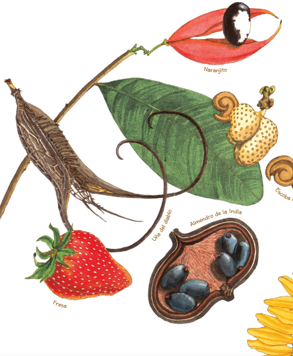 Ilustración de Una semilla duerme