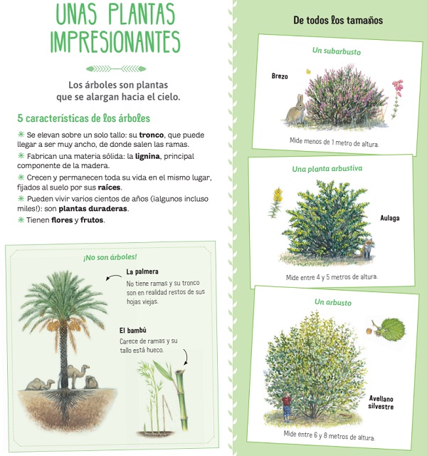 Ilustración de El libro de los árboles