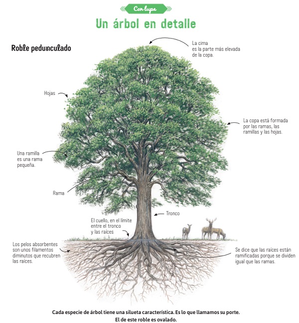 Ilustración de El libro de los árboles