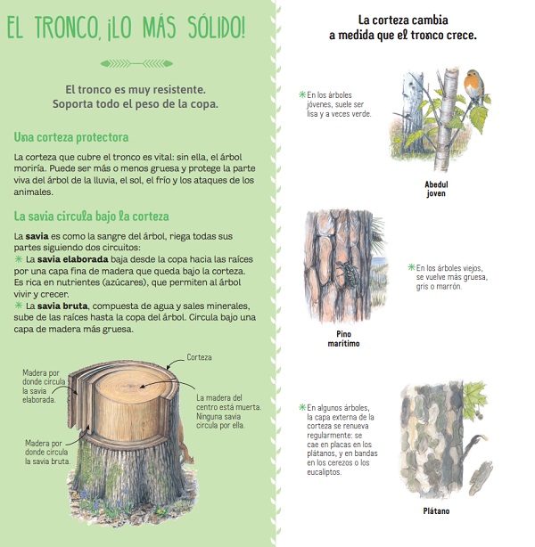 Ilustración de El libro de los árboles