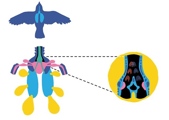 Ilustración de Vertebrados versátiles