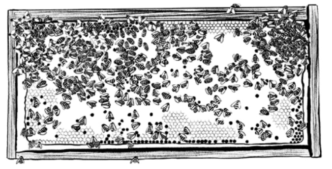 Ilustración de El año de las abejas