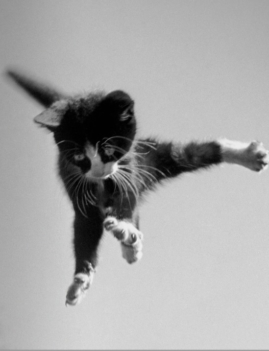 Ilustración de TODOS LO VIERON
