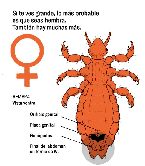 Ilustración de Manual de supervivencia para PIOJOS