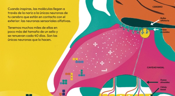Ilustración de Oler