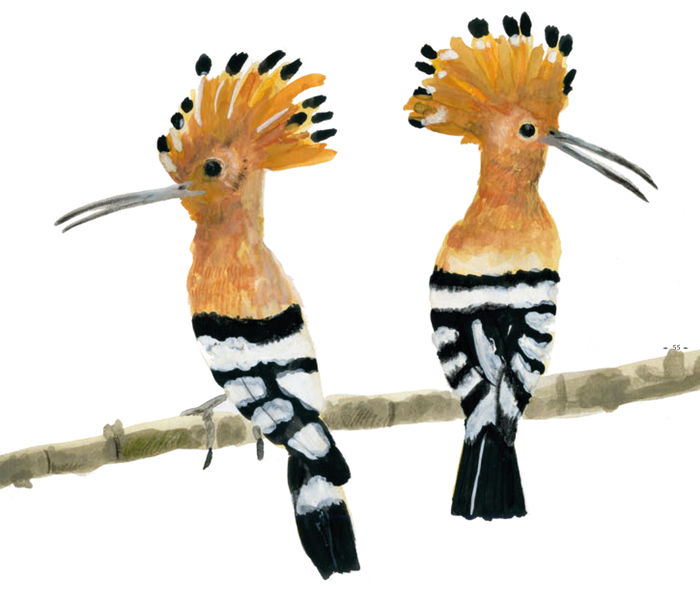 Ilustración de Aves migratorias