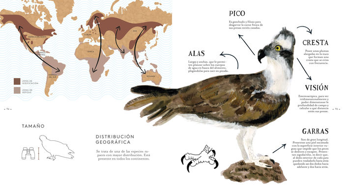 Ilustración de Aves migratorias
