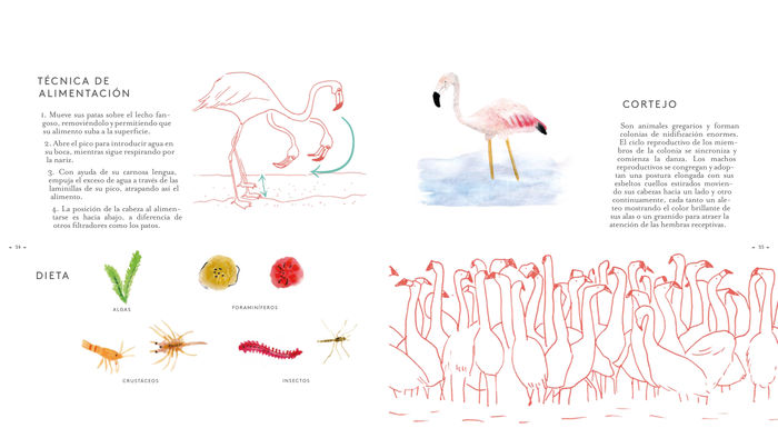 Ilustración de Aves migratorias