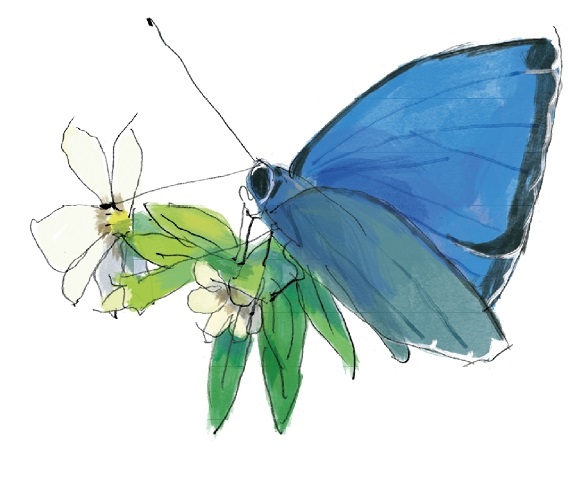 Ilustración de La leyenda del samurai y la mariposa azul