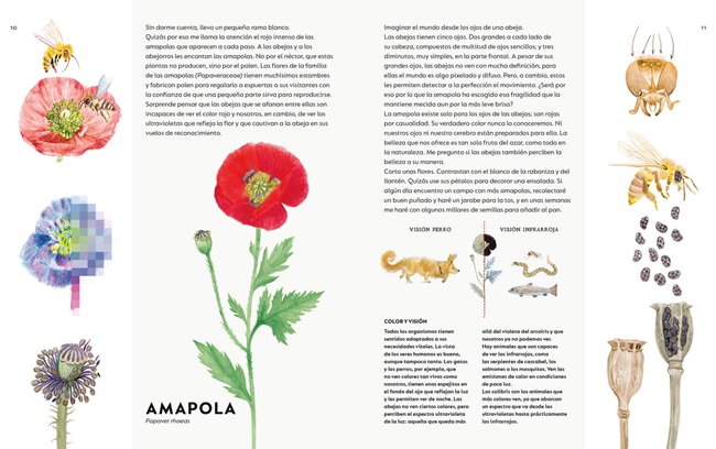 Ilustración de Un ramo de malas hierbas