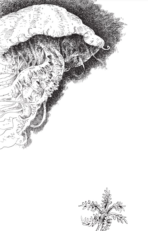 Ilustración de La maldición de la medusa gigante