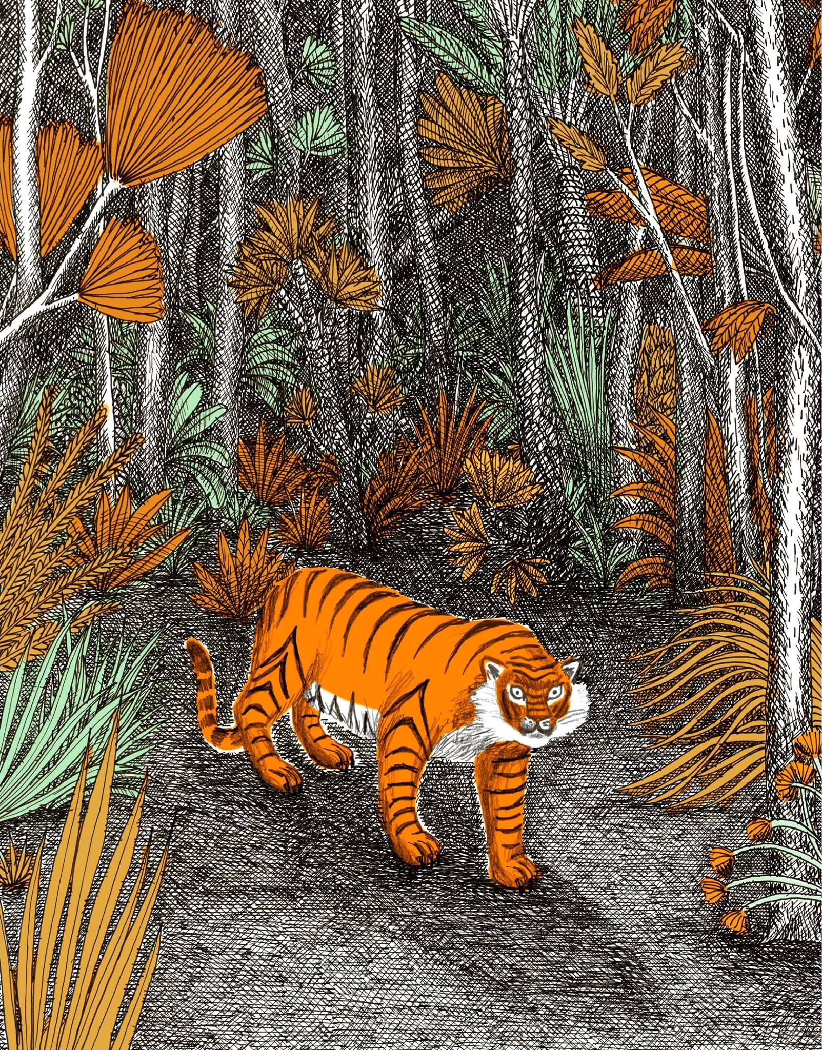 Ilustración de Panthera tigris