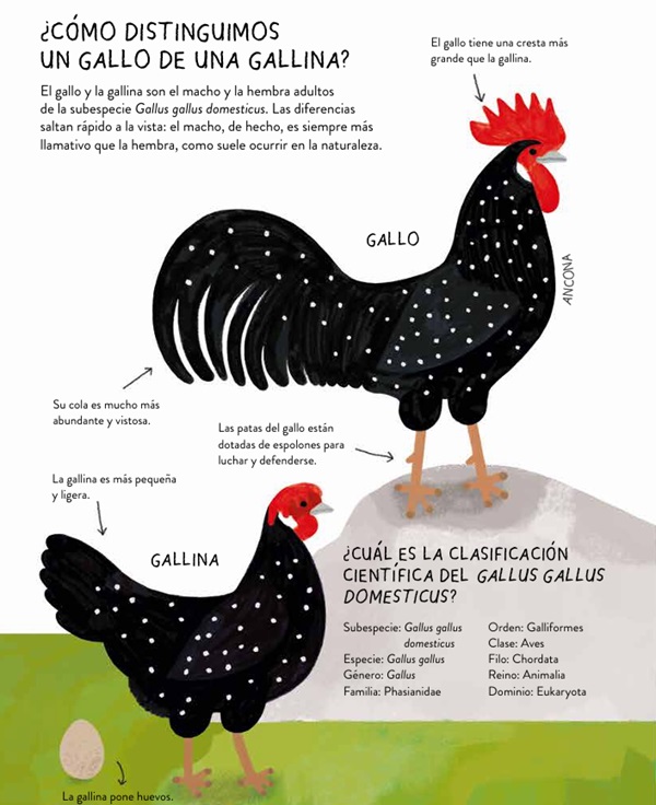 Ilustración de GALLINARIO