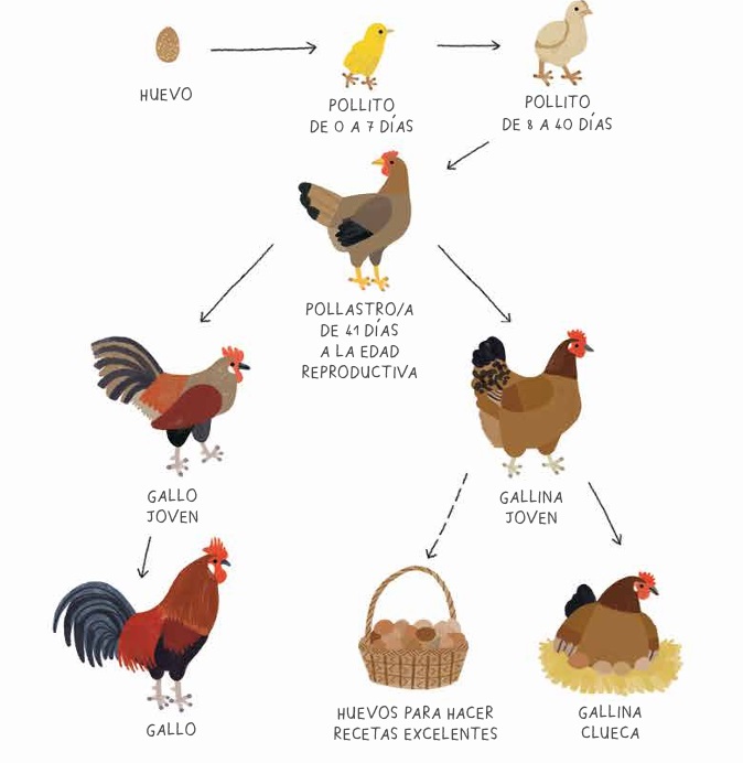 Ilustración de GALLINARIO