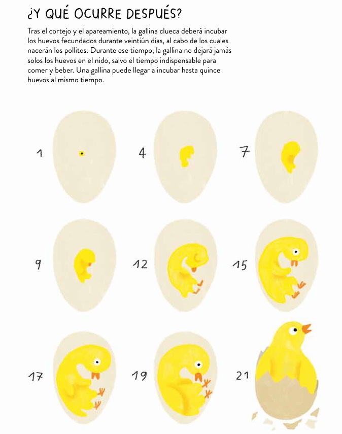 Ilustración de GALLINARIO