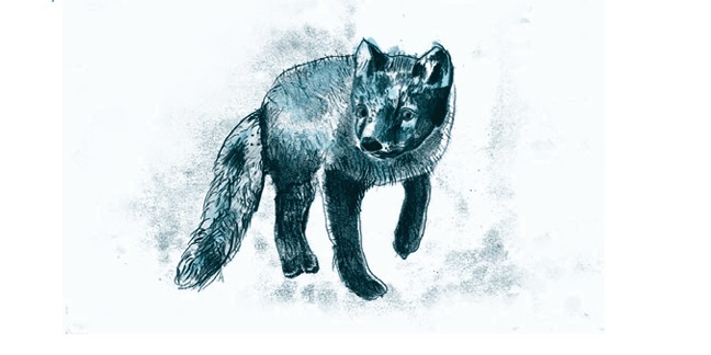 Ilustración de LEILA Y LA ZORRA AZUL
