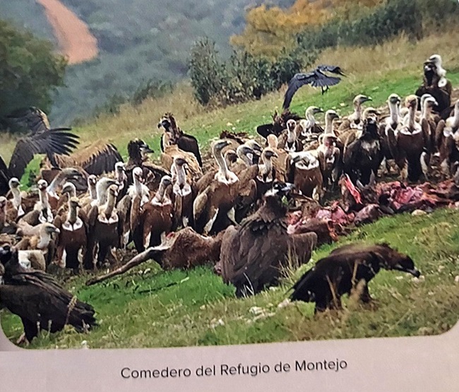 Ilustración de Félix y los Guardianes de la Fauna Ibérica