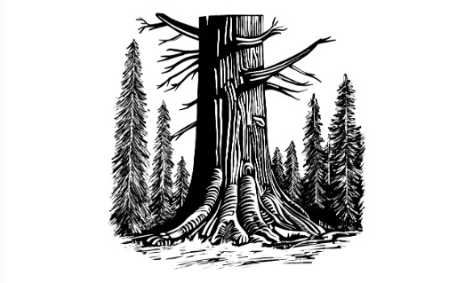 Ilustración de El Bosque de la Vieja Secuoya