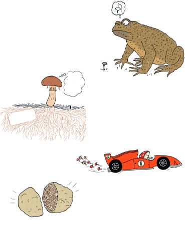 Ilustración de Setas y Cía.