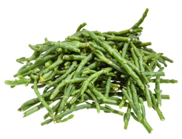 can dogs eat samphire