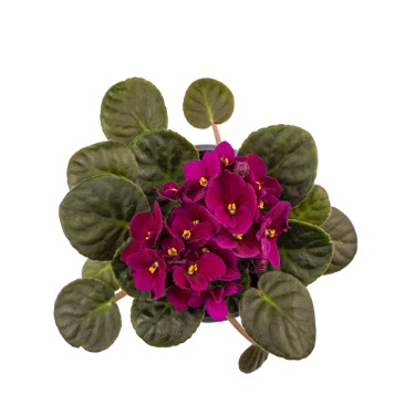 can dogs eat african violet