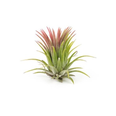 can dogs eat air plant