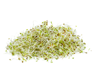 can dogs have alfalfa sprouts