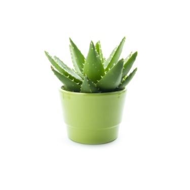 can dogs eat aloe vera