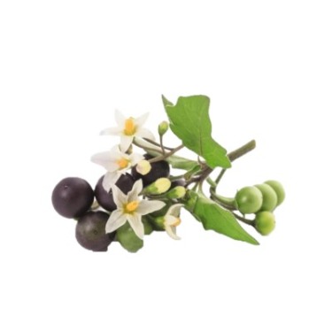 can dogs eat american black nightshade