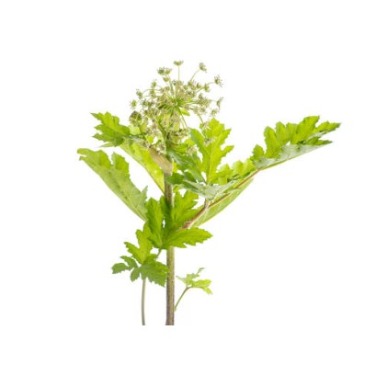 can dogs eat american cow parsnip