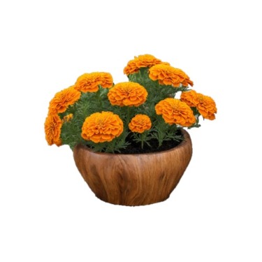 can dogs eat american marigold