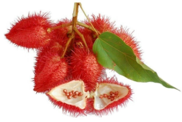 can dogs have annatto fruit