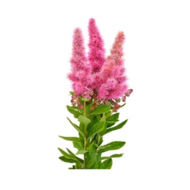 can dogs eat astilbe