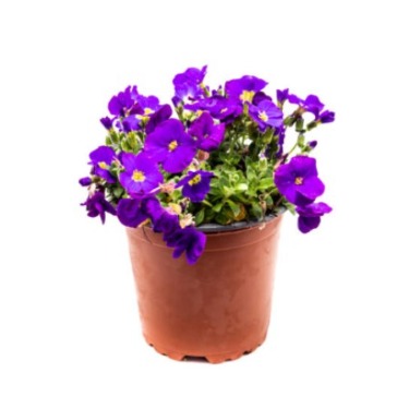 can dogs eat aubretia