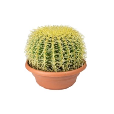 can dogs eat barrel cactus