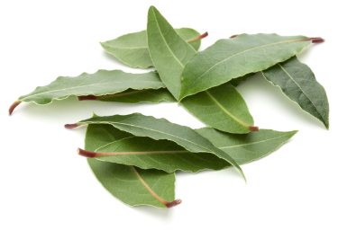 are bay leaves poisonous to humans and dogs